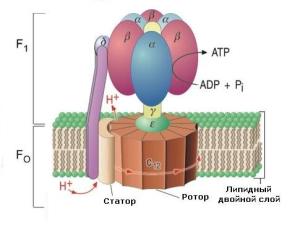 motor_3